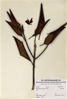 藏品(臺灣杜鵑)的圖片